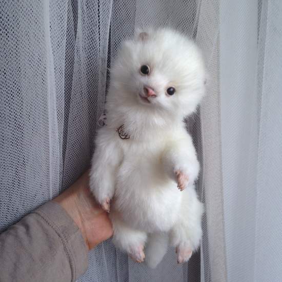 teddy bear ferret