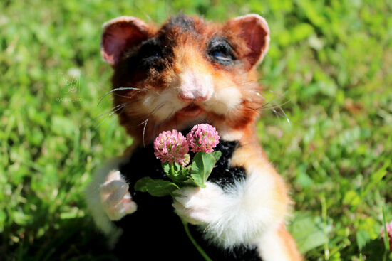 Hamster panda store