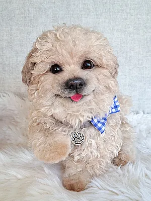 Maltipoo puppy Charlie