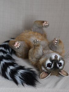 Cacomistle or the ringtail