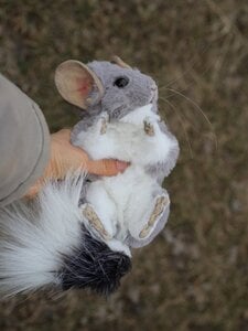 Chinchilla baby Silver