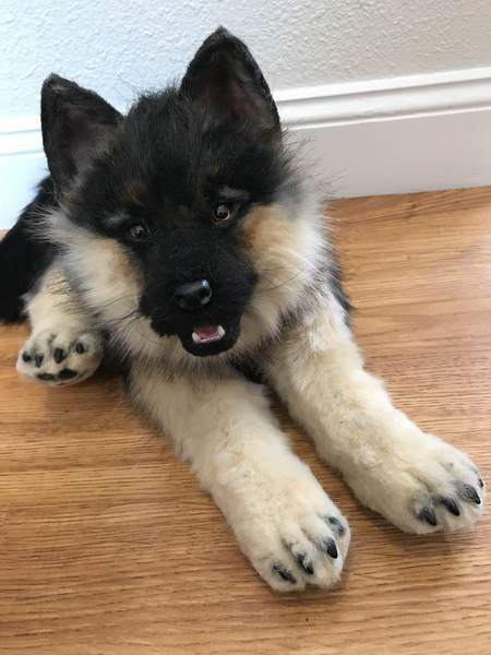 Teddy bear hot sale german shepherd puppies