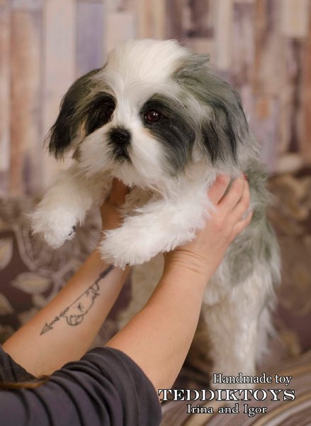 Jesse shih hot sale tzu